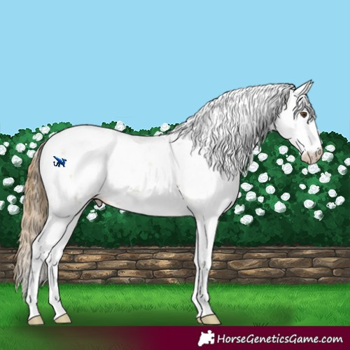 Horse Color:Buckskin Dun Sabino Appaloosa Rabicano 