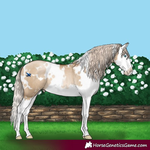 Horse Color:White Spotted Chocolate Palomino Pearl Dun Splash Rabicano