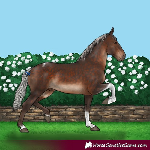 Horse Color:Silver Brown Tobiano 
