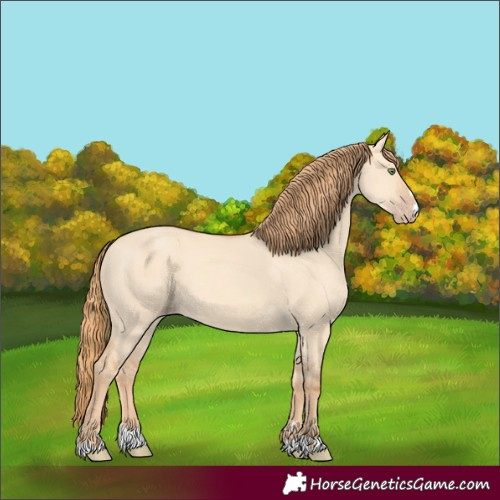 Horse Color:Unknown 