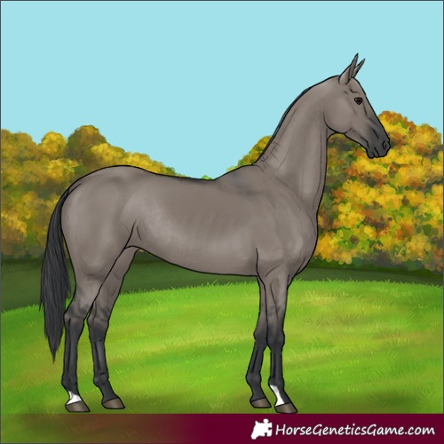 Horse Color:Unknown 