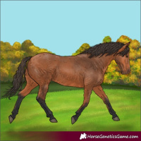 Horse Color:Unknown 