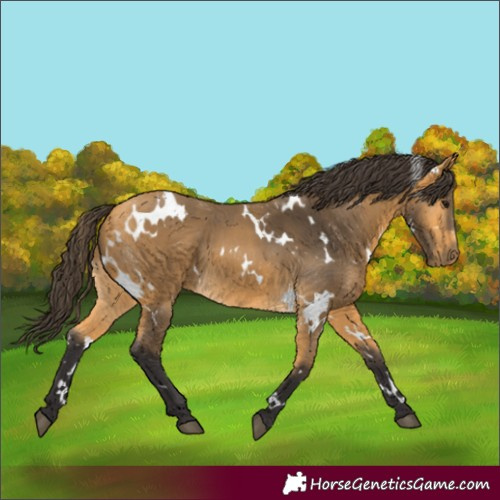 Horse Color:Unknown 