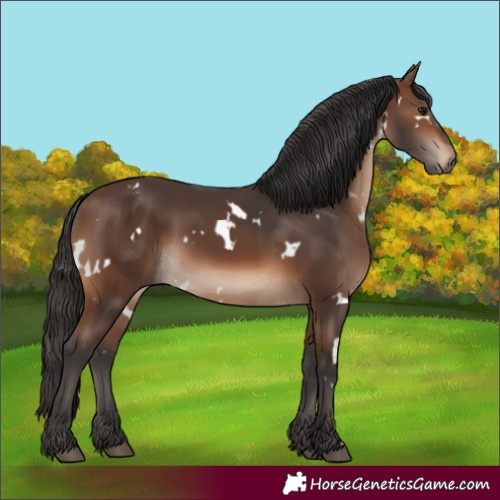 Horse Color:Unknown 