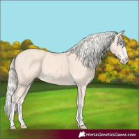 Horse Color:Cremello Splash and Cremello Splash