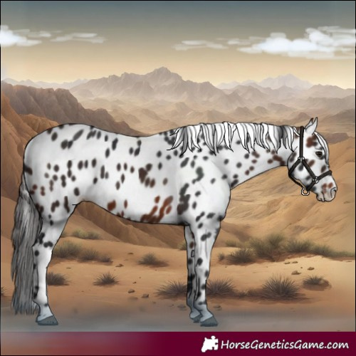 Horse Color:Bay Appaloosa