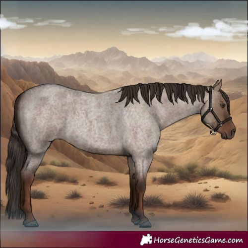 Horse Color:Liver Red Dun Roan 