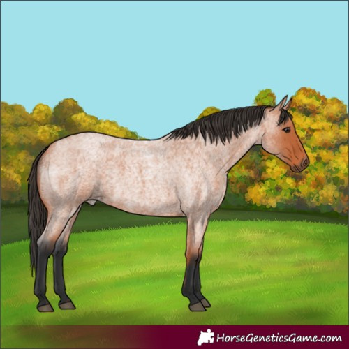 Horse Color:Bay Roan