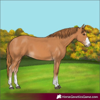 Horse Color:Chestnut 