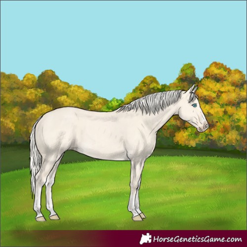 Horse Color:Unknown 