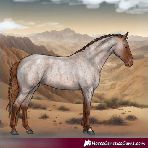 Horse Color:Red Roan Varnish