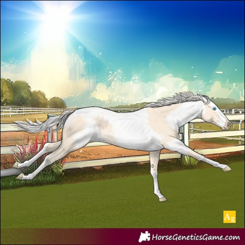 Horse Color:Unknown 