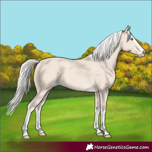 Horse Color:Cremello Splash and Cremello Splash