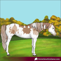 Horse Color:Red Dun Splash and Red Dun Splash Tobiano