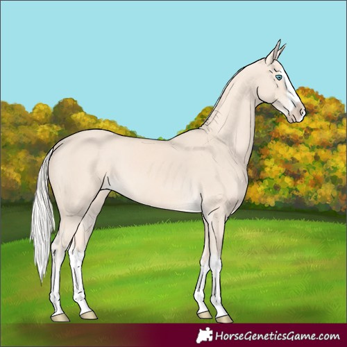 Horse Color:Cremello Splash and Cremello Splash
