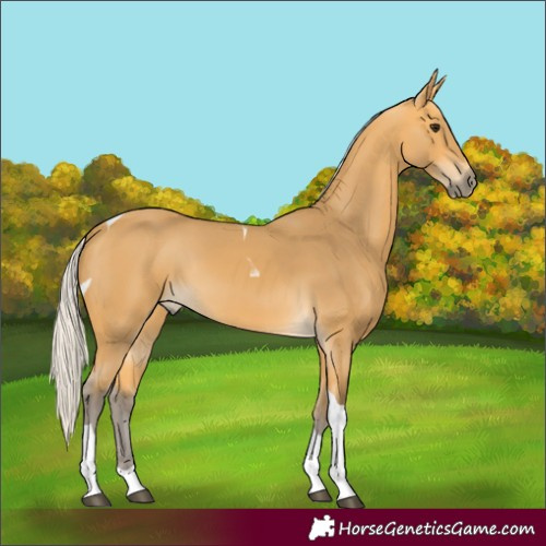 Horse Color:Silver Buckskin Tobiano
