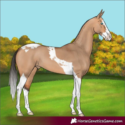 Horse Color:Bay Dun Splash Tobiano
