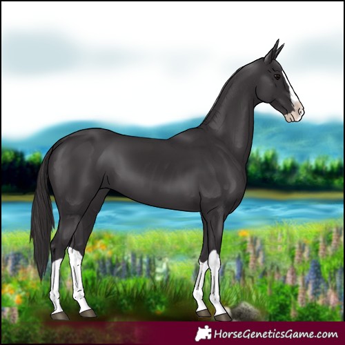 Horse Color:Smoky Black Splash 