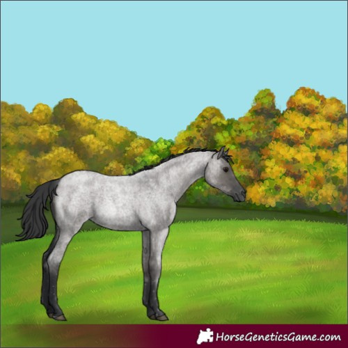 Horse Color:Grullo Roan 