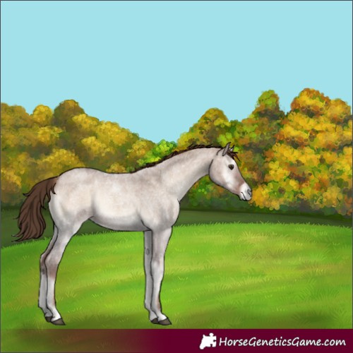 Horse Color:Red Dun Roan Onyx