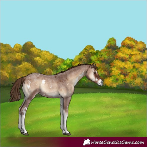 Horse Color:White Spotted Red Onyx Roan