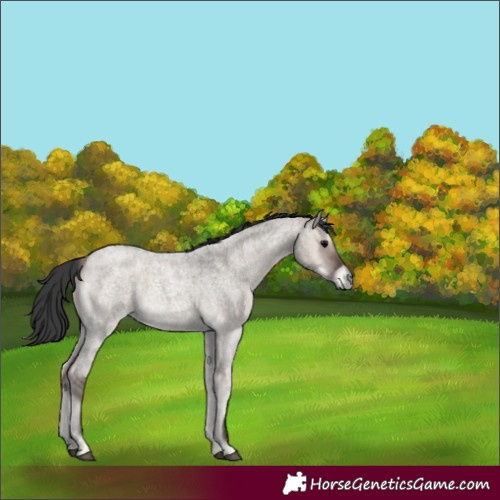 Horse Color:Grullo Roan Onyx 