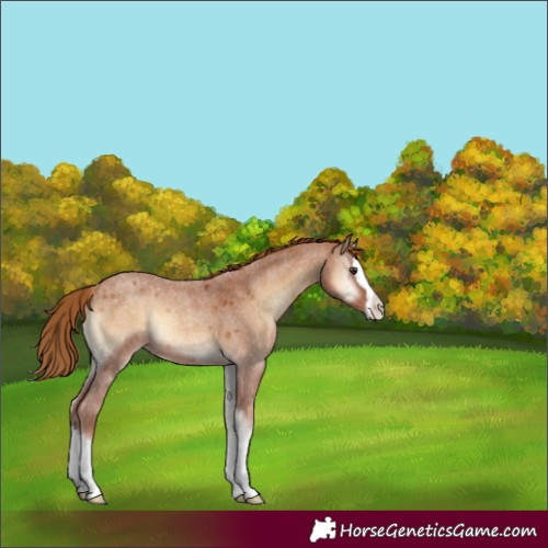 Horse Color:Red Onyx Roan Splash