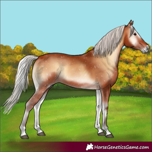 Horse Color:Silver Bay Onyx