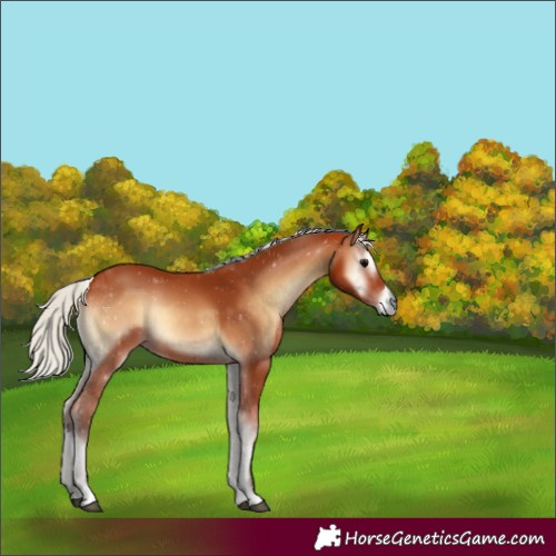 Horse Color:Silver Bay Onyx