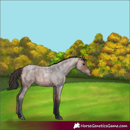 Horse Color:Bay Roan