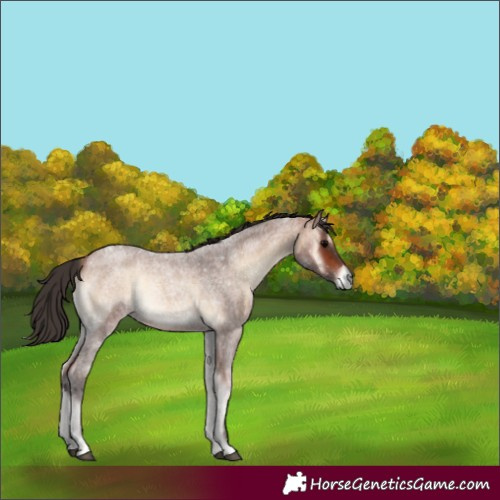 Horse Color:Bay Roan Onyx