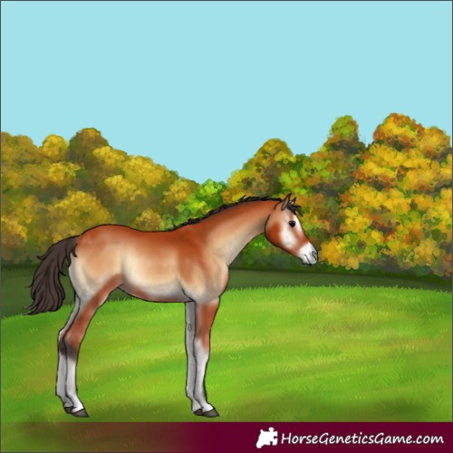 Horse Color:Bay Onyx Rabicano 