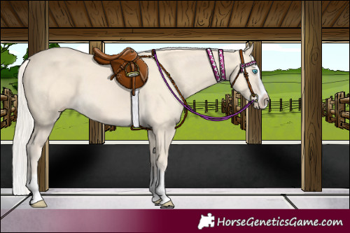 Horse Color:Cremello Splash and Cremello Splash