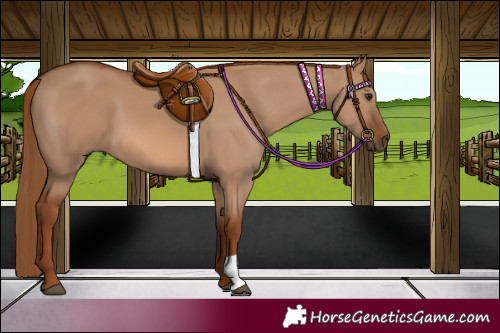 Horse Color:Red Dun