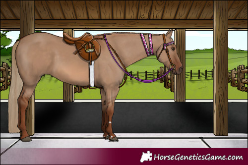 Horse Color:Red Dun