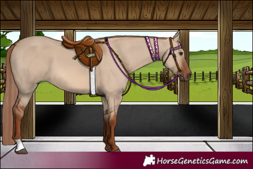 Horse Color:Red Dun
