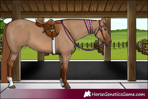 Horse Color:Red Dun 