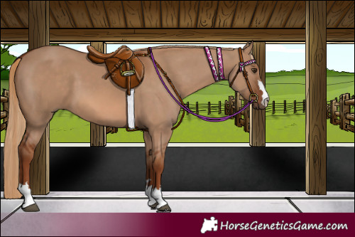 Horse Color:Red Dun 