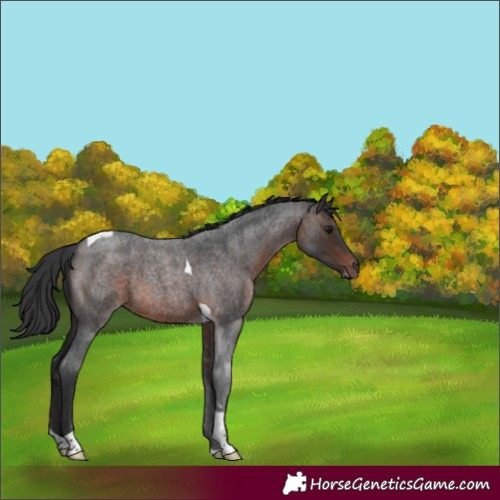 Horse Color:Brown Roan Tobiano 
