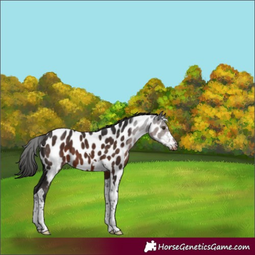 Horse Color:Liver Chestnut Tobiano Appaloosa