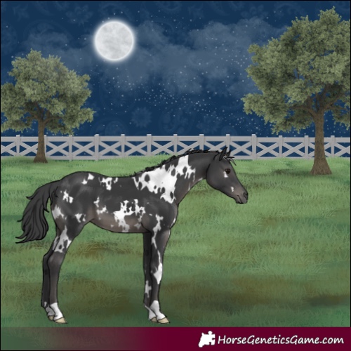 Horse Color:White Spotted Black