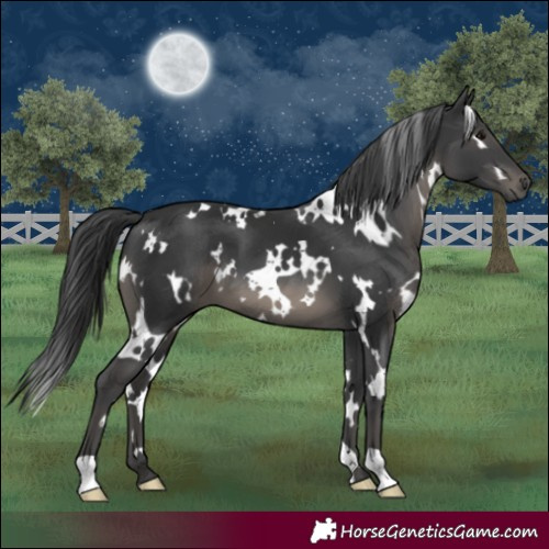 Horse Color:White Spotted Black 