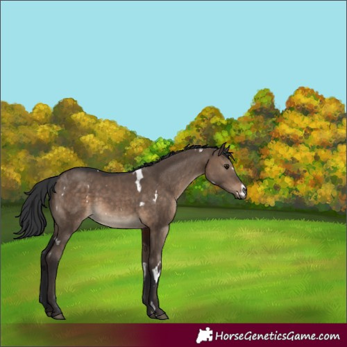 Horse Color:White Spotted Brown Dun