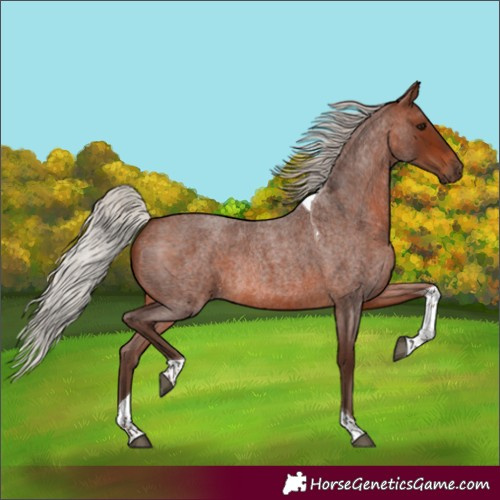 Horse Color:Silver Brown Roan Tobiano Rabicano
