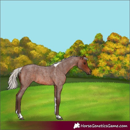 Horse Color:Silver Brown Roan Tobiano Rabicano