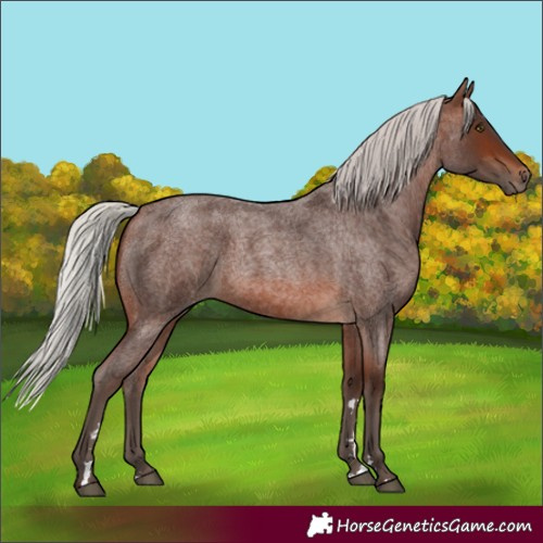 Horse Color:Silver Brown Roan