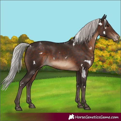 Horse Color:White Spotted Silver Brown Appaloosa 