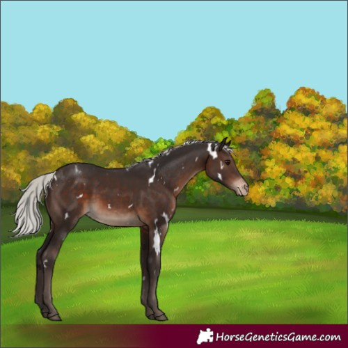Horse Color:White Spotted Silver Brown Appaloosa 