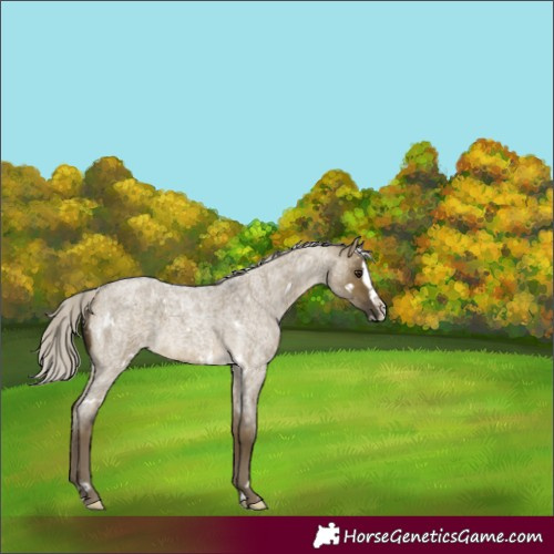 Horse Color:White Spotted Silver Buckskin Roan Dun Splash Rabicano