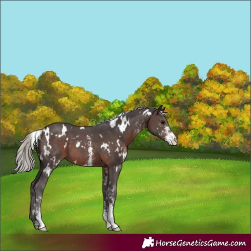 Horse Color:White Spotted Silver Brown Sabino 